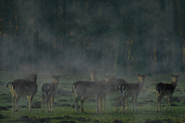 DAMWILD / Ich habe diesen Anblick, das Rudel im Nebel sehr genossen. Ich wurde von den Tieren aber auch genau beobachtet.