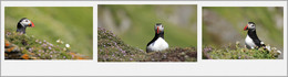 PAPAGEIENTAUCHER / Diese TOLLEN VÖGEL konnte ich aud der Insel Skelling Michael (Irland) fotografieren.

Die PAPAGEITAUCHER kommen nur zum BRÜTEN auf diese Insel.