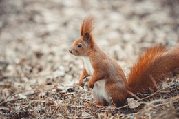 Eichhörnchen / ...