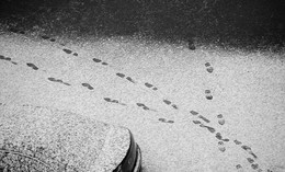 Footprints / ***