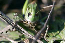 Locusta migratoria / ***