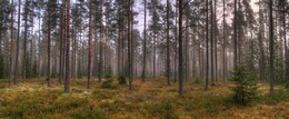 Misty forest / ***