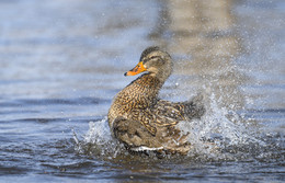 Spring splashes / Mallard duck~ female