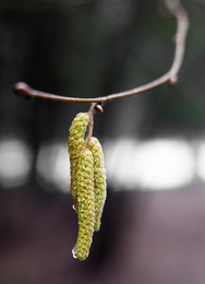 Der Frühling ist da.... / ***