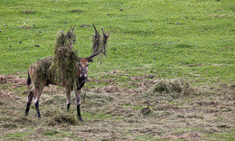 HIRSCH / Diesen Hirsch konnte ich auf einer Wiese in Masuren / Polen beobachten.