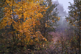 Herbstfarben / ***