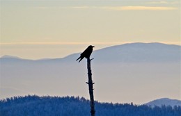 Berg Sentry / ***