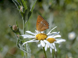 Erinnerungen an den Sommer / ***