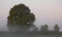 AN DER LIPPE / Morgenstimmung an der Lippe in Ahsen (Datteln) Auch wenn der Morgen NEBLIG und KALT war, es war TOLL !.