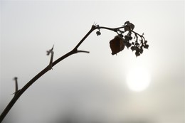 Winter Himbeeren / ***