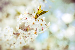 Springtime / _____