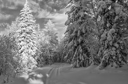 Winterwald / ***