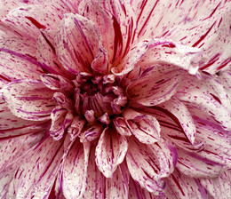 DAHLIE / Eine DAHLIE, aufgenommen in der FREIEN NATUR mit einem MAKRO OBJEKTIV.