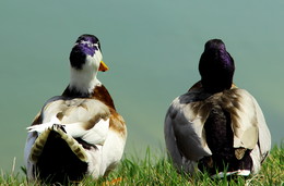 Nun sitzen! / ***