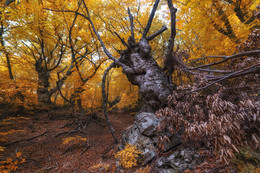 in den herbstlichen Wald / ***