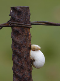 SCHNECKE / Ich war unterwegs zur Mandelblüte auf Mallorca. Da ich schon gerne genau hinschaue, entdeckte ich auch diese Schnecke.