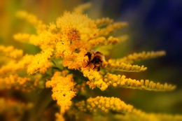 Bumblebee / ***