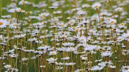 Gänseblümchen / ***