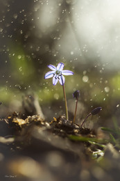 Frühling / ***