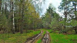 Nach dem Regen / ***