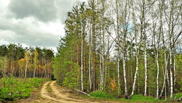 Straße in den Wald / ***