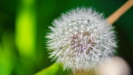 Taraxacum / )))