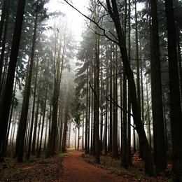 Foggy forest / Czech Republic