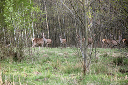 In der April-Wald / ***