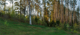 Am Rande des Waldes / ***