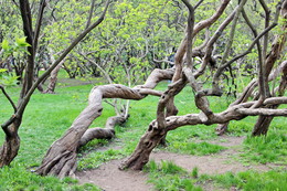 Frühlingserwachen / ***