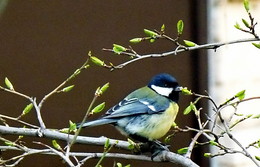 Frühlingserwachen / ***