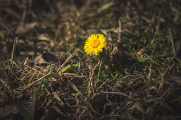 Frühlingserwachen / ***