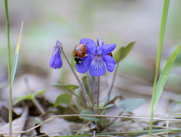 Frühlingserwachen / ***