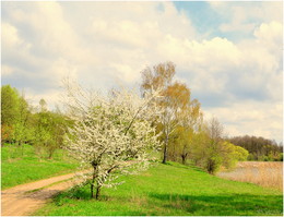 Frühlingserwachen / ***