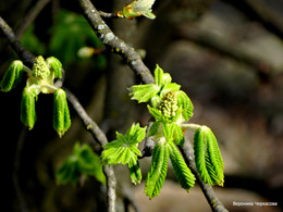 Frühlingserwachen / ***