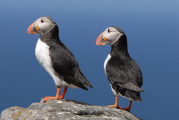 Papageitaucher / Papageitaucher (Fratercula arctica) 
Insel Runde (Norwegen)