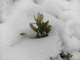 Frühlingserwachen / ***