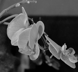 Nacht Orchid / ***