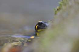 Feuersalamander / Feuersalamander (Salamandra salamandra) Schwäbische Alb (Deutschland)