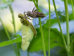 Geburt einer Libelle / ***