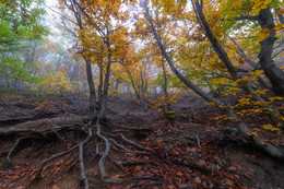 in den herbstlichen Wald / ***