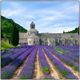 Provence / Most beautiful lavender field in Provence. An ancient monastery Abbaye Notre-Dame de Senanque ( Abbey of Senanque) at early morning. Vaucluse, France