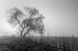 Einsamer Baum / ***