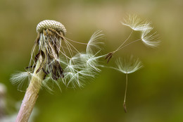 Makro / Nikon D5200, nikkor 60mm f2.8 micro