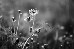 Regen im Mai / ***