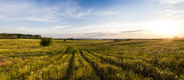 Mai-Abend / fields of gold