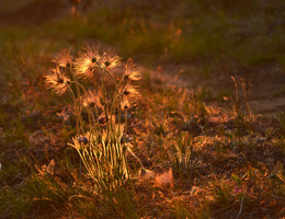 Mai Sonnenuntergang / ***