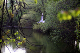 SEAGULL / ***