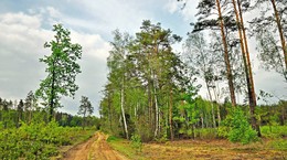 Waldlandschaft / ***