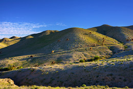 &nbsp; / Landscape with a camels between green hills in spring Negev desert at sunset, Israel